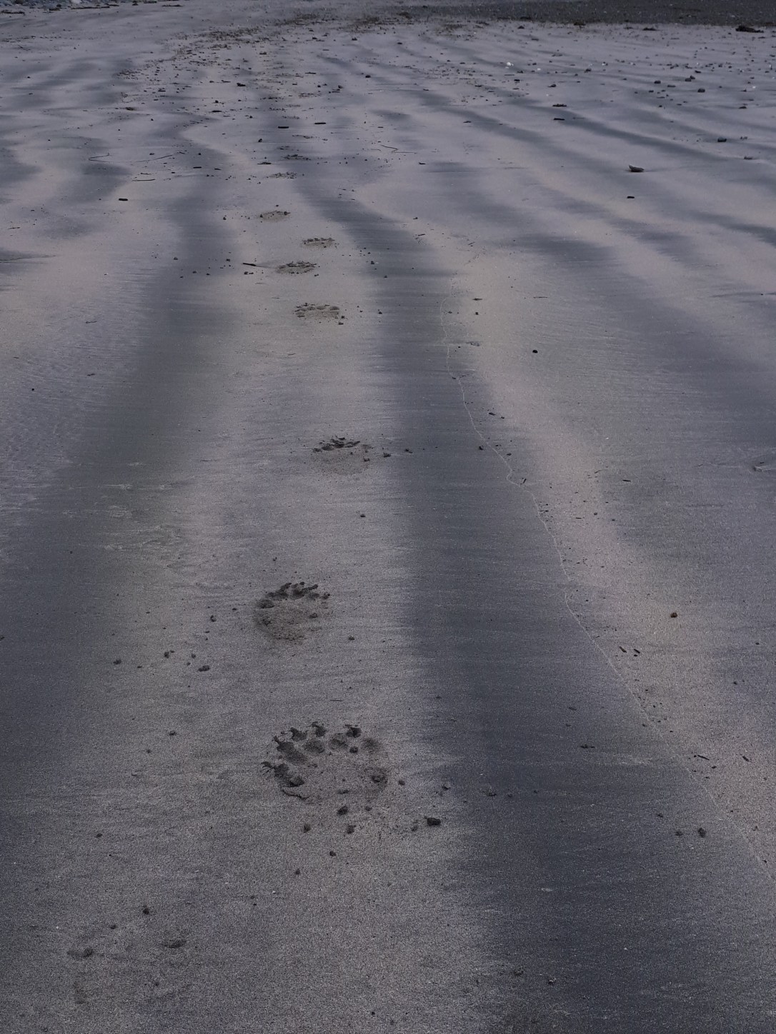 Fresh bear tracks leading down a wet beach on the west coast of Vancouver Island