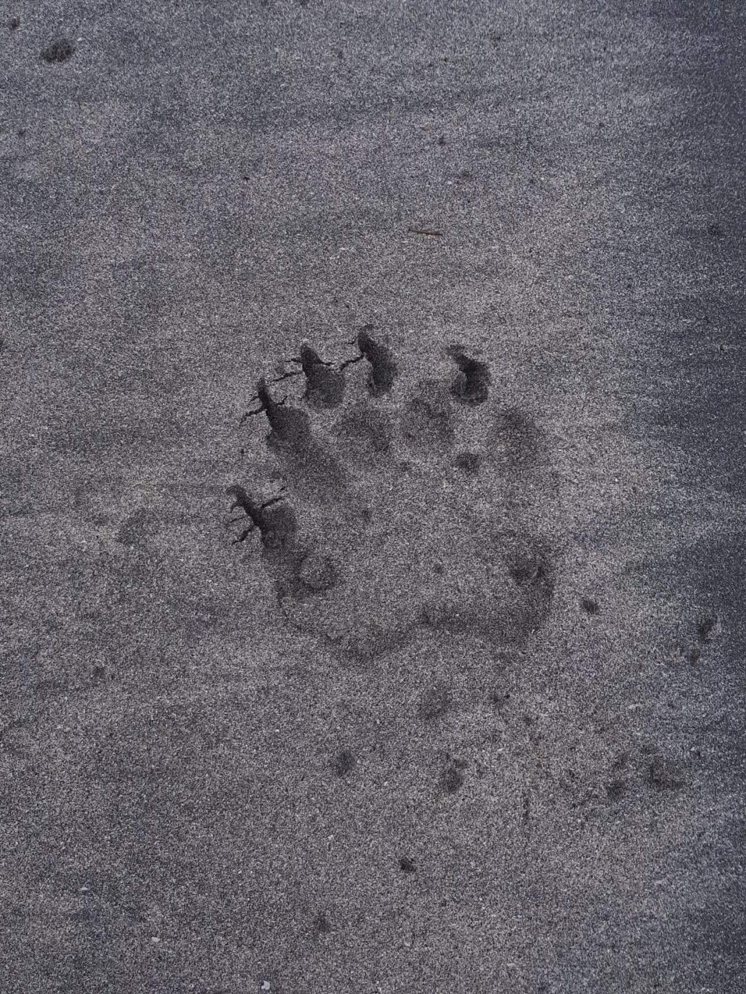 Fresh bear tracks on a wet sand beach on the west coast of Vancouver Island.