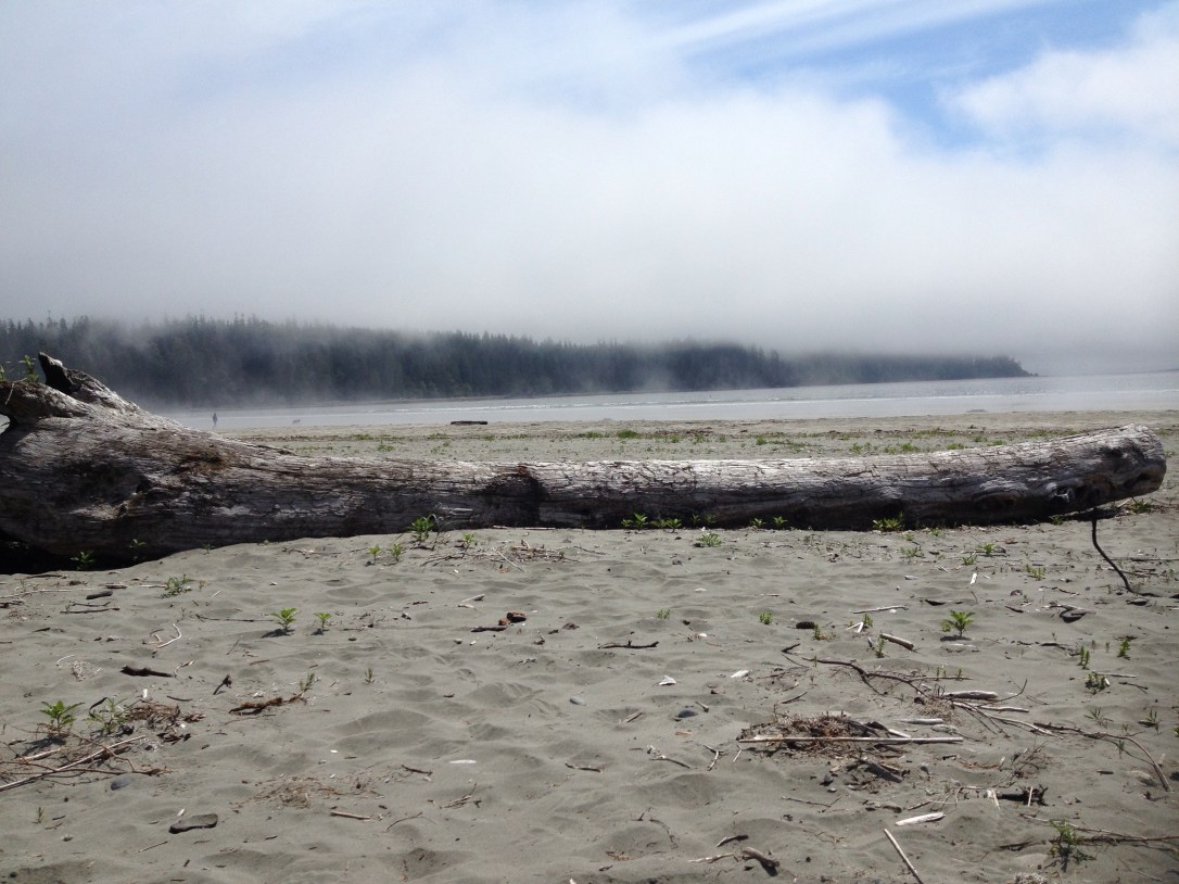 Fog obscuring the tops of trees at the edge of a sandy beach with driftwood.