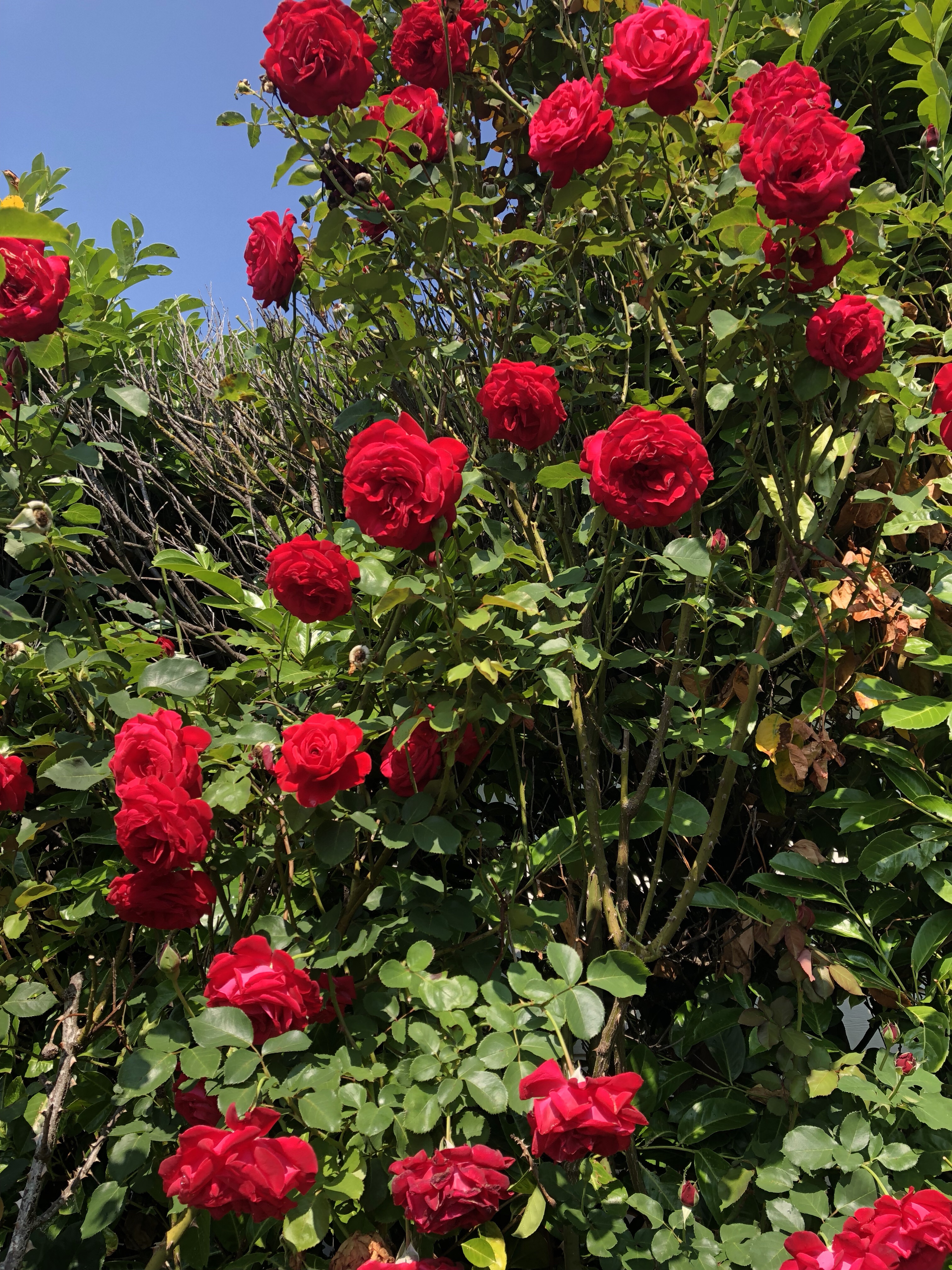 Red roses against a blue sky