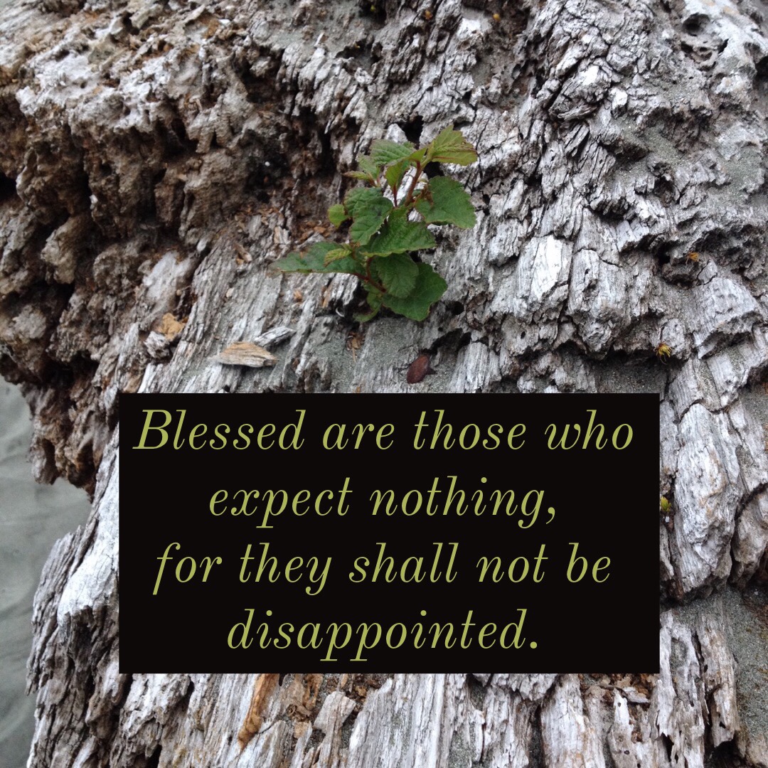 A tree grows out of a large piece of driftwood.